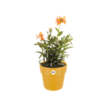 b.for original rond 14cm oker